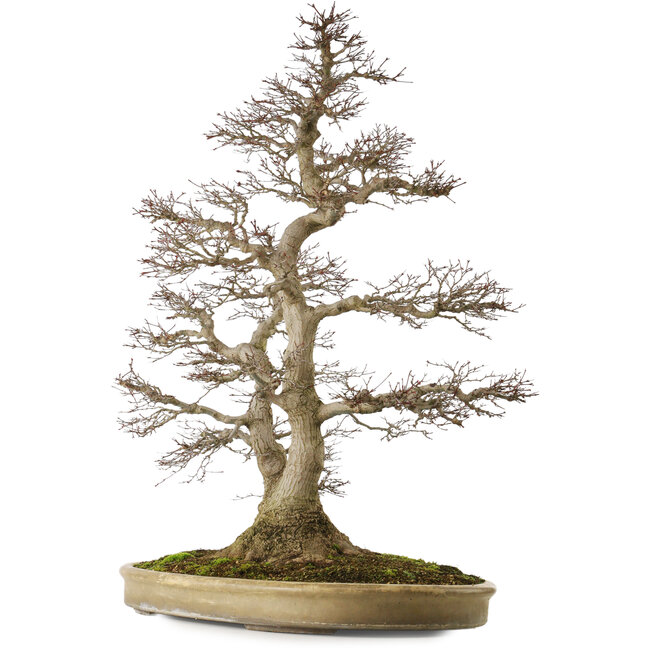 Acer palmatum, 90 cm, ± 75 años, con un nebari de 32 cm, con perfecto movimiento y ramificación y hermosa corteza natural sin cicatrices.