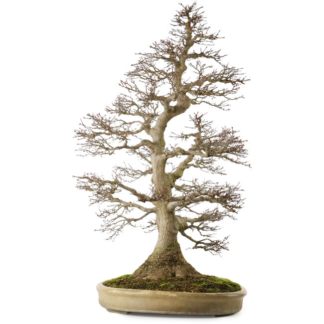 Acer palmatum, 90 cm, ± 75 ans, avec un nebari de 32 cm, avec un mouvement et une ramification parfaits et une belle écorce naturelle sans cicatrices