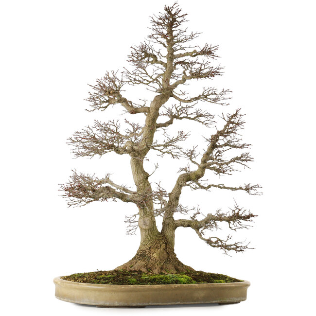 Acer palmatum, 90 cm, ± 75 years old, with a nebari of 32 cm, with perfect movement and ramification and beautiful natural bark without scars