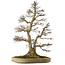 Acer palmatum, 90 cm, ± 75 ans, avec un nebari de 32 cm, avec un mouvement et une ramification parfaits et une belle écorce naturelle sans cicatrices