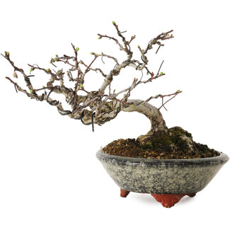 Eime Yozan Crataegus, 17 cm, ± 15 jaar oud