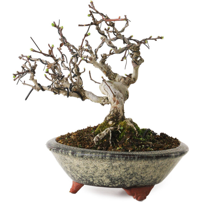 Crataegus, 17 cm, ± 15 anni, con un nebari di 8 cm, in un vaso giapponese fatto a mano da Eime Yozan