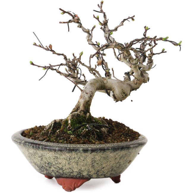 Crataegus, 17 cm, ± 15 jaar oud, met een nebari van 8 cm, in een handgemaakte Japanse pot van Eime Yozan.
