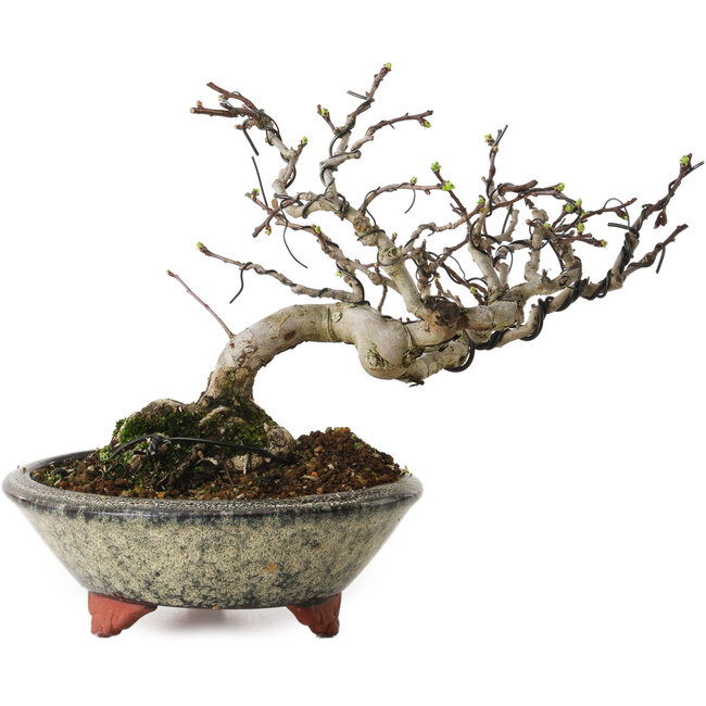 Crataegus, 17 cm, ± 15 anni, con un nebari di 8 cm, in un vaso giapponese fatto a mano da Eime Yozan