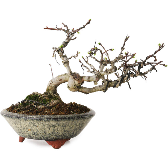Crataegus, 17 cm, ± 15 anni, con un nebari di 8 cm, in un vaso giapponese fatto a mano da Eime Yozan