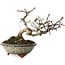 Crataegus, 17 cm, ± 15 years old, with a nebari of 8 cm, in a handmade Japanese pot by Eime Yozan