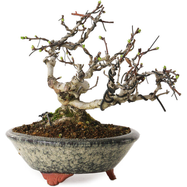Weißdorn (Crataegus), 17 cm, ca. 15 Jahre alt, mit einem Wurzelhals (Nebari) von 8 cm, in einem handgefertigten japanischen Topf von Eime Yozan