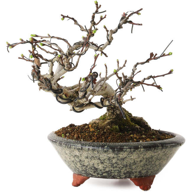Crataegus, 17 cm, ± 15 ans, avec un nebari de 8 cm, dans un pot japonais fait main par Eime Yozan