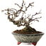 Crataegus, 17 cm, ± 15 years old, with a nebari of 8 cm, in a handmade Japanese pot by Eime Yozan