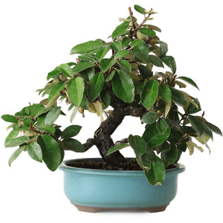 Elaeagnus, 26 cm, ± 15 años