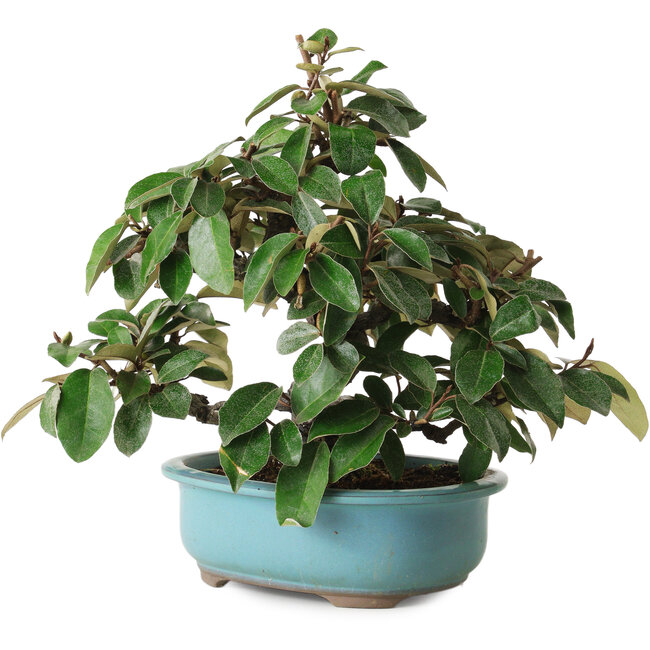 Elaeagnus, 26 cm, ± 15 años, con un nebari de 5 cm