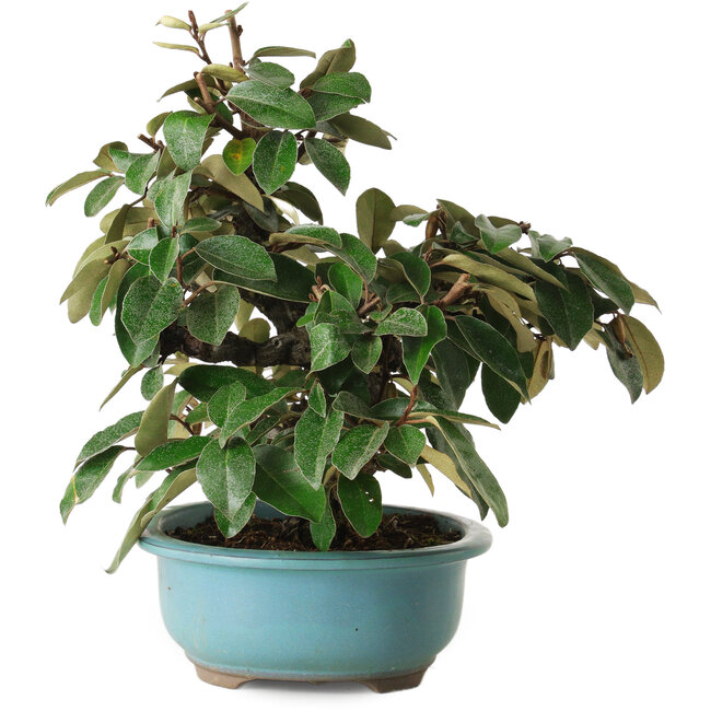 Elaeagnus, 26 cm, ± 15 years old, with a nebari of 5 cm