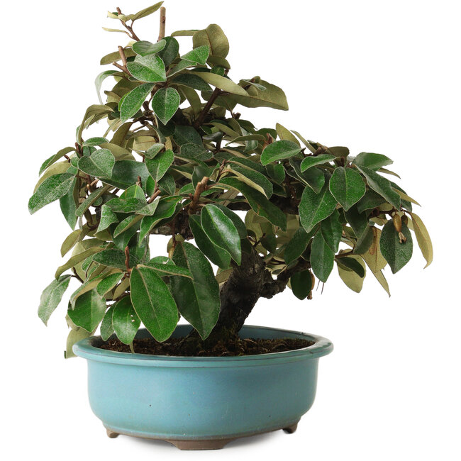 Ölweide (Elaeagnus), 26 cm, ca. 15 Jahre alt, mit einem Nebari von 5 cm