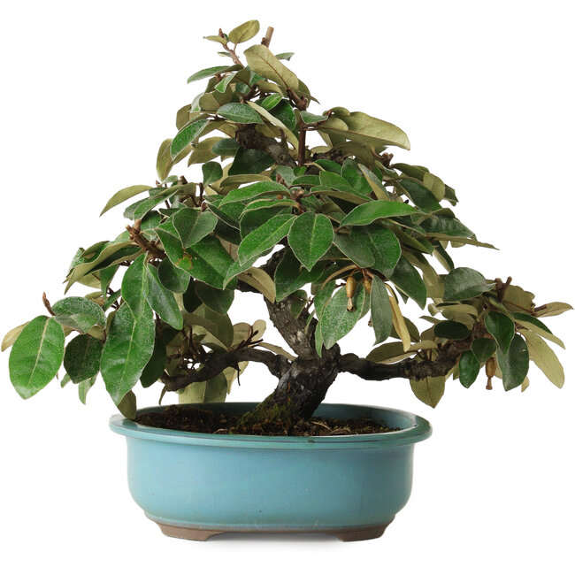 Ölweide (Elaeagnus), 26 cm, ca. 15 Jahre alt, mit einem Nebari von 5 cm