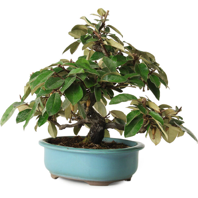 Elaeagnus, 26 cm, ± 15 anni, con un nebari di 5 cm