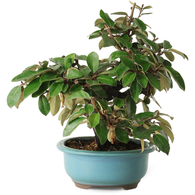 Elaeagnus, 26 cm, ± 15 ans, avec un nebari de 5 cm