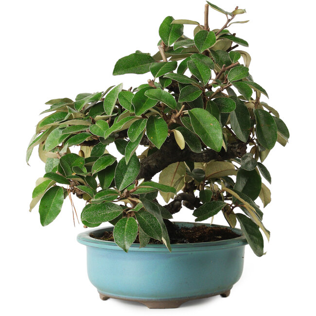 Elaeagnus, 26 cm, ± 15 ans, avec un nebari de 5 cm