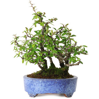 Shuhou Feuerdorn, 26 cm, ca. 15 Jahre alt