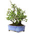 Pyracantha, 26 cm, ± 15 years old, with a nebari of 11 cm, in a handmade Japanese pot by Shuhou