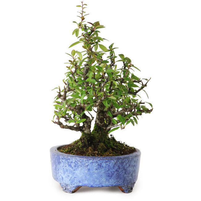Pyracantha, 26 cm, ± 15 anni, con un nebari di 11 cm, in un vaso giapponese fatto a mano da Shuhou