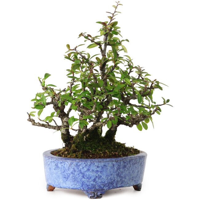 Pyracantha, 26 cm, ± 15 jaar oud, met een nebari van 11 cm, in een handgemaakte Japanse pot van Shuhou.