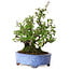 Pyracantha, 26 cm, ± 15 years old, with a nebari of 11 cm, in a handmade Japanese pot by Shuhou