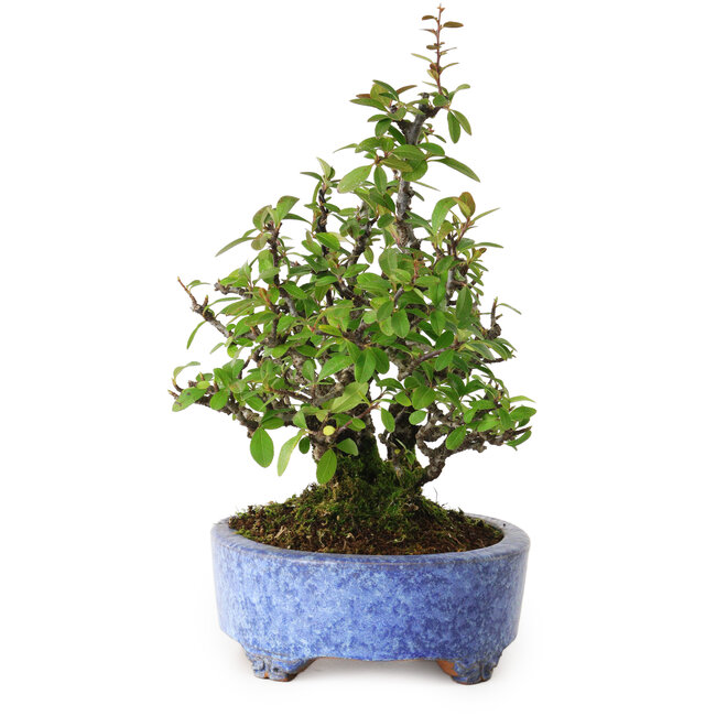 Pyracantha, 26 cm, ± 15 jaar oud, met een nebari van 11 cm, in een handgemaakte Japanse pot van Shuhou.