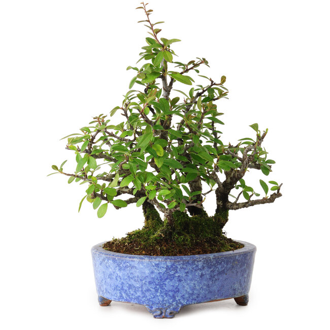 Pyracantha, 26 cm, ± 15 anni, con un nebari di 11 cm, in un vaso giapponese fatto a mano da Shuhou