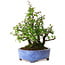 Pyracantha, 26 cm, ± 15 years old, with a nebari of 11 cm, in a handmade Japanese pot by Shuhou