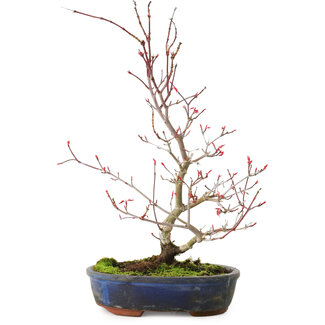 Acer palmatum Deshojo, 30 cm, ± 8 jaar oud