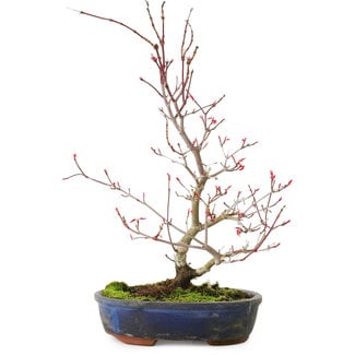 Acer palmatum Deshojo, 30 cm, ± 8 years old