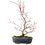 Acer palmatum Deshojo, 30 cm, ± 8 jaar oud, met een barst in de pot.