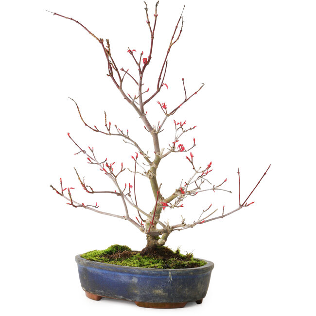 Acer palmatum Deshojo, 30 cm, ± 8 anni, con una crepa nel vaso