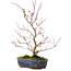 Acer palmatum Deshojo, 30 cm, ± 8 years old, with a crack in the pot
