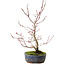 Acer palmatum Deshojo, 30 cm, ± 8 anni, con una crepa nel vaso