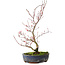 Acer palmatum Deshojo, 30 cm, ± 8 anni, con una crepa nel vaso