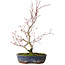 Acer palmatum Deshojo, 30 cm, ± 8 anni, con una crepa nel vaso