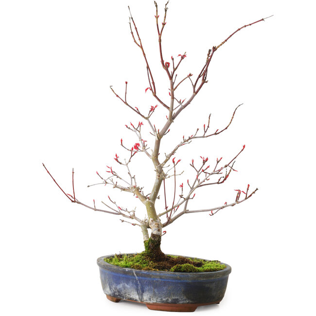 Acer palmatum Deshojo, 30 cm, ± 8 years old, with a crack in the pot