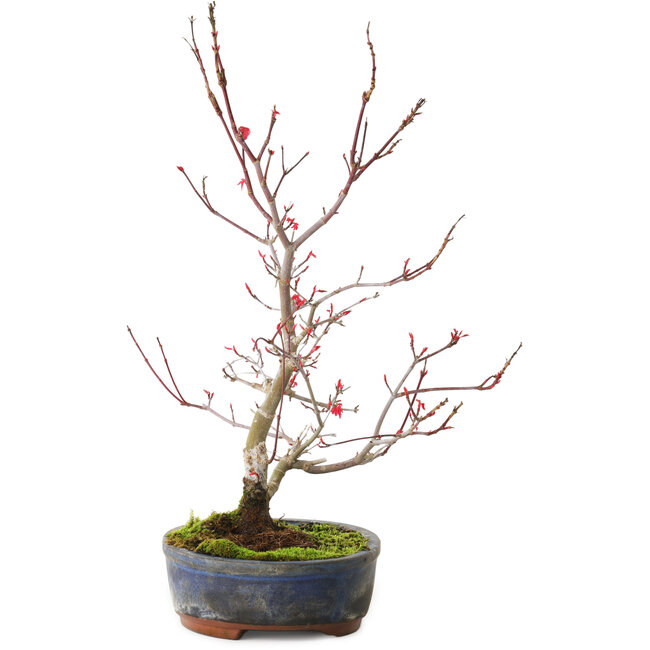Acer palmatum Deshojo, 30 cm, ± 8 anni, con una crepa nel vaso