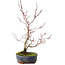 Acer palmatum Deshojo, 30 cm, ca. 8 Jahre alt, mit einem Riss im Topf