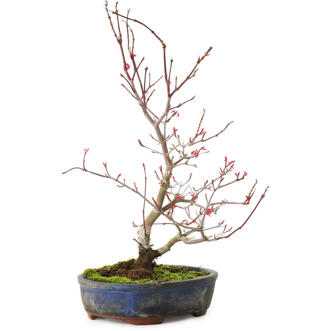 Acer palmatum Deshojo, 30 cm, ± 8 anni, con una crepa nel vaso
