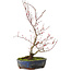Acer palmatum Deshojo, 30 cm, ± 8 years old, with a crack in the pot