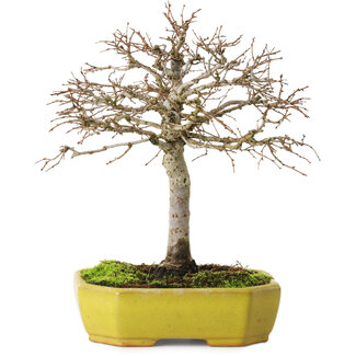 Zelkova serrata, 21 cm, ± 15 ans