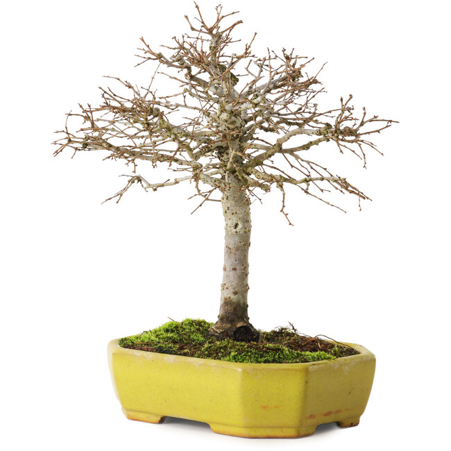 Zelkova serrata, 21 cm, ± 15 years old, with a nebari of 4 cm