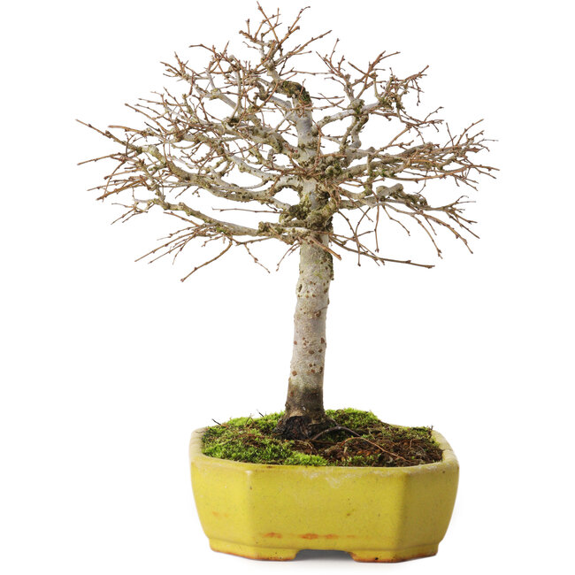 Zelkova serrata, 21 cm, ± 15 anni, con un nebari di 4 cm