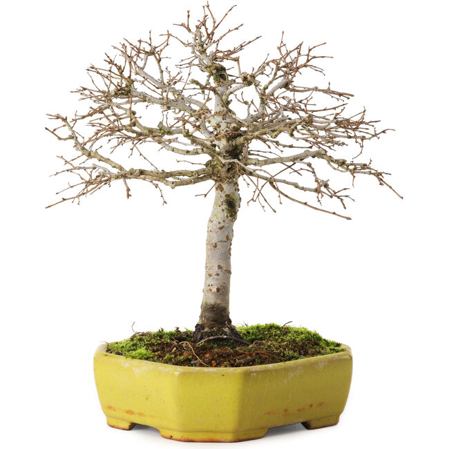 Zelkova serrata, 21 cm, ± 15 ans, avec un nebari de 4 cm