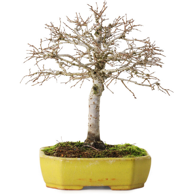 Zelkova serrata, 21 cm, ± 15 ans, avec un nebari de 4 cm