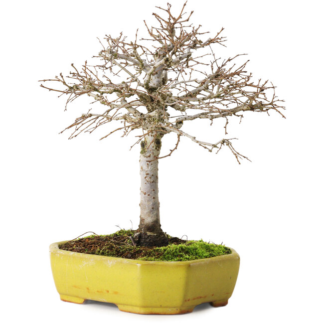 Zelkova serrata, 21 cm, ± 15 años, con un nebari de 4 cm