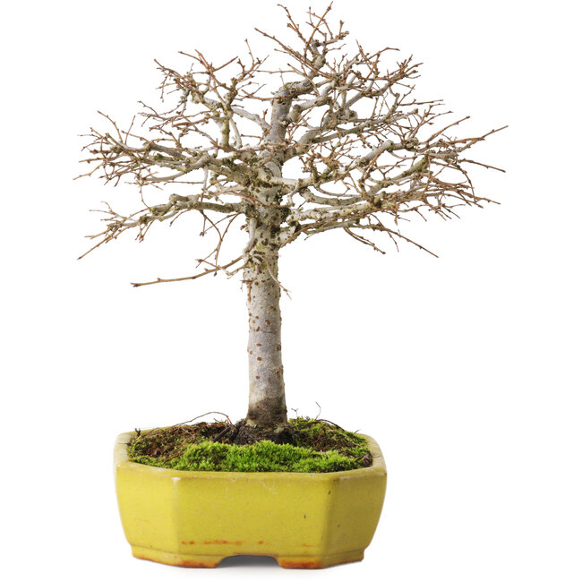 Zelkova serrata, 21 cm, ± 15 jaar oud, met een nebari van 4 cm