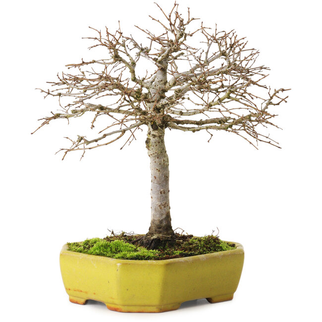 Zelkova serrata, 21 cm, ± 15 years old, with a nebari of 4 cm